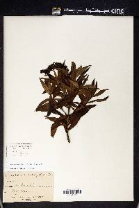 Hebe salicifolia image