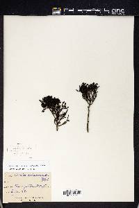 Hebe salicifolia image