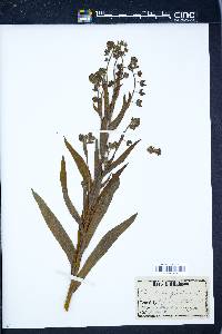 Cynoglossum officinale image