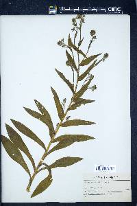 Cynoglossum officinale image