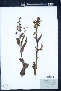 Cynoglossum officinale image