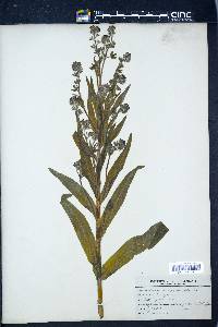 Cynoglossum officinale image