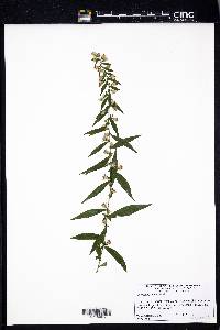 Cynoglossum officinale image