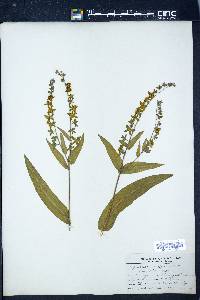 Cynoglossum officinale image