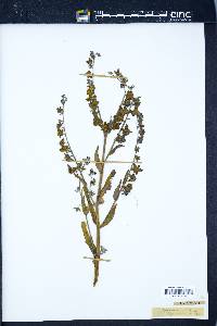 Cynoglossum officinale image