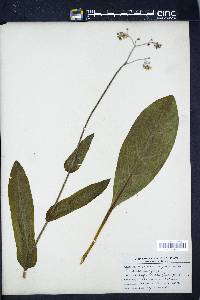 Cynoglossum virginianum image