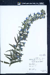 Echium vulgare image