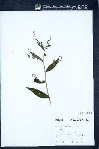 Hackelia virginiana image