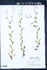 Myosotis macrosperma image