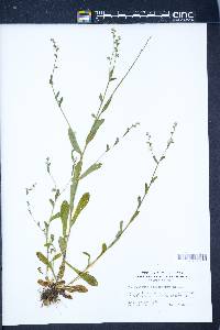 Myosotis macrosperma image
