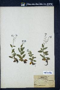 Myosotis sylvatica image