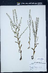 Myosotis virginiana image