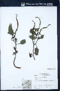 Heliotropium indicum image