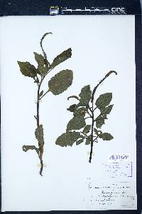Image Associated With the Occurence