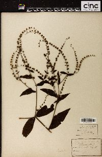 Cynoglossum morisonii image