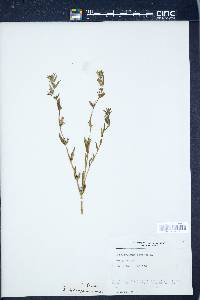 Buglossoides arvensis image