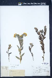 Lithospermum canescens image