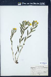 Lithospermum canescens image