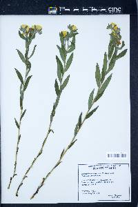 Lithospermum canescens image