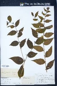 Lithospermum latifolium image