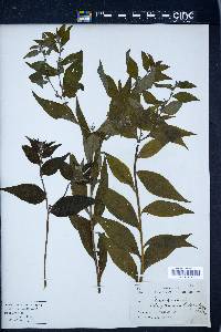 Lithospermum latifolium image