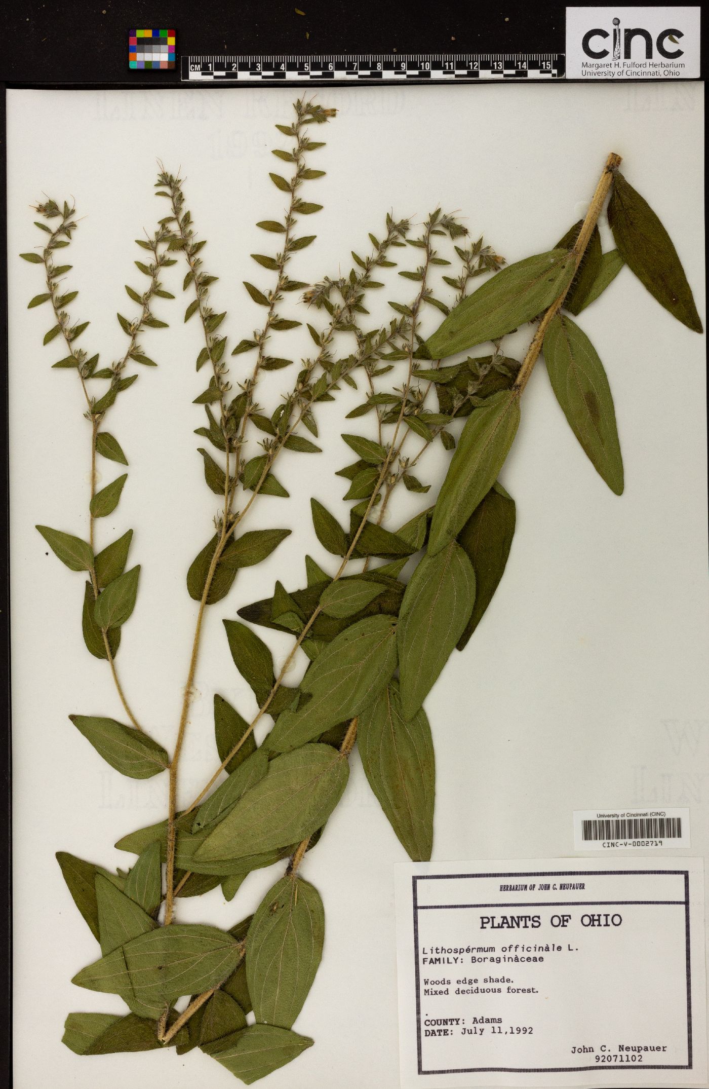 Lithospermum officinale image