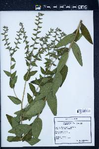 Lithospermum officinale image