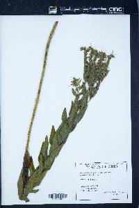 Onosmodium hispidissimum image