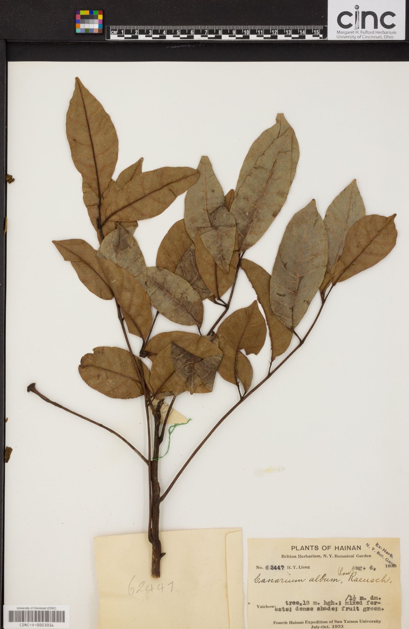 Canarium album image