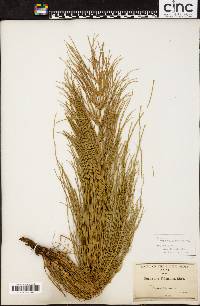 Equisetum telmateia image