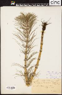 Equisetum telmateia subsp. braunii image