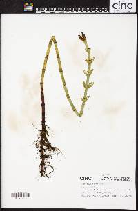 Equisetum fluviatile image