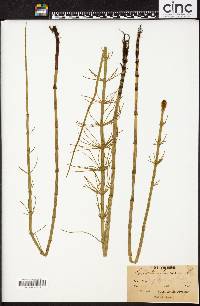 Equisetum fluviatile image