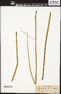 Equisetum fluviatile image