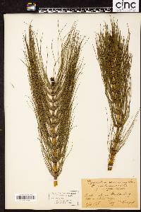 Equisetum telmateia subsp. braunii image