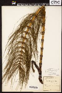 Equisetum telmateia image