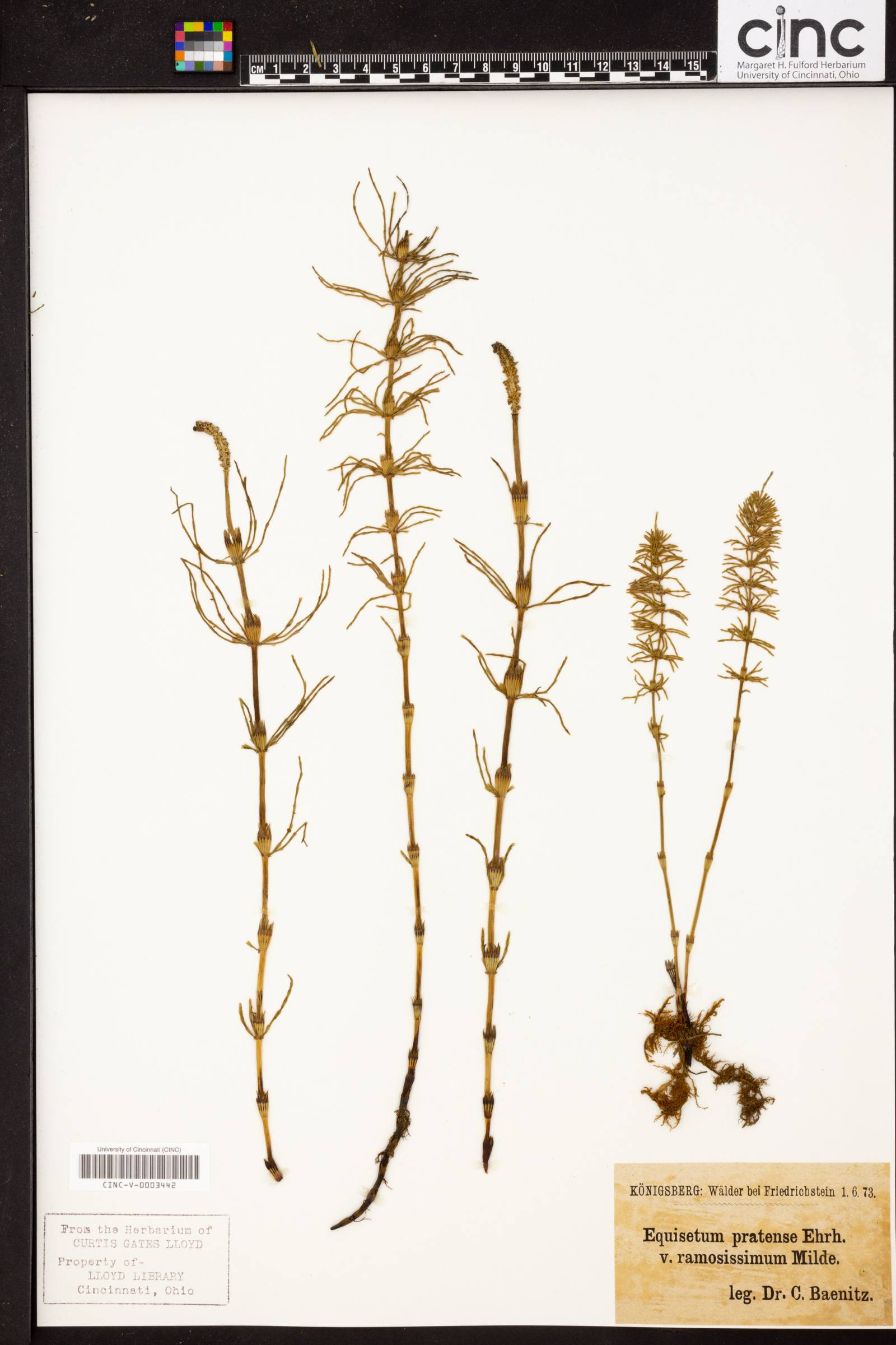 Equisetum pratense image