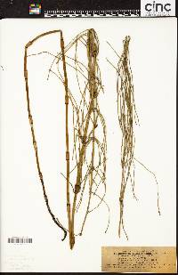 Equisetum ramosissimum var. altissimum image