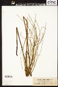 Equisetum ramosissimum var. altissimum image