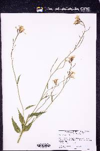 Hesperis matronalis image