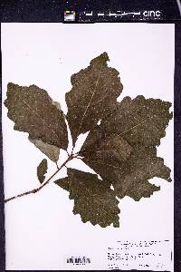 Quercus bicolor image