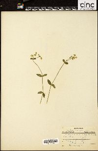 Cerastium fontanum subsp. vulgare image