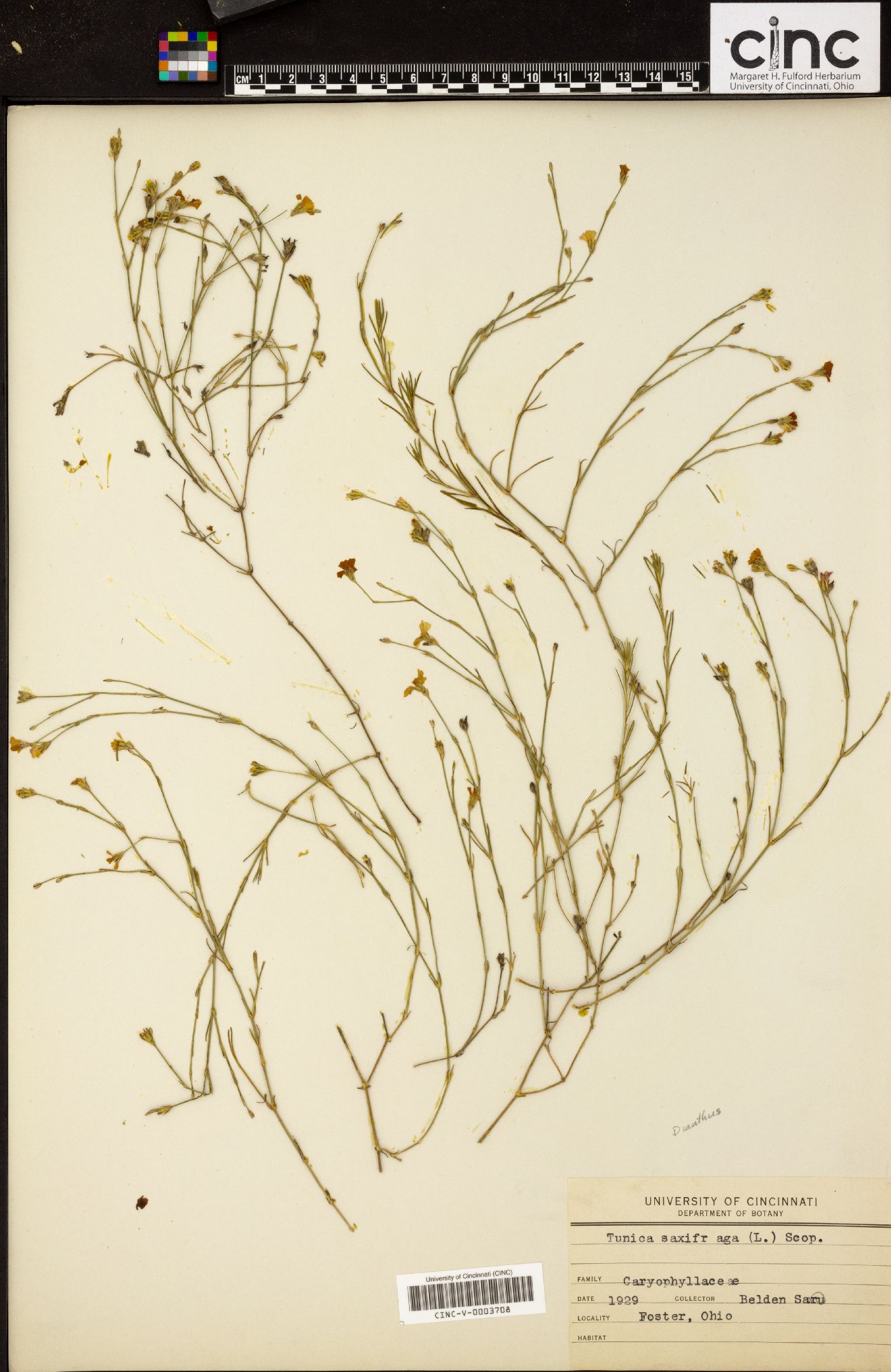 Petrorhagia saxifraga subsp. saxifraga image