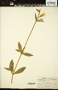 Silene latifolia image