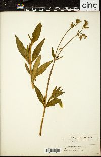 Silene latifolia image