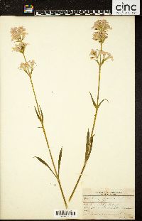 Silene viscaria image