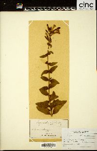 Image Associated With the Occurence
