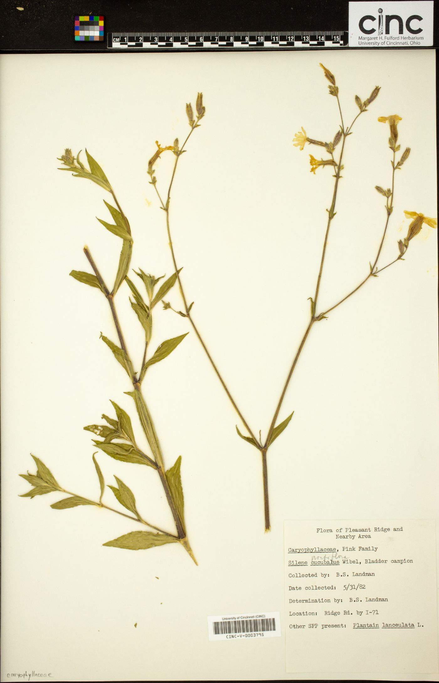 Silene multiflora image