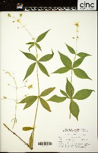 Silene stellata image