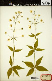 Silene stellata image